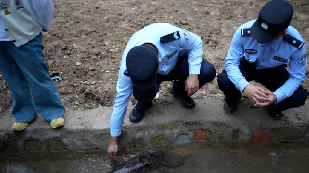 村民發(fā)現(xiàn)“大魚”報(bào)警：系野生娃娃魚，多部門送它“回家”