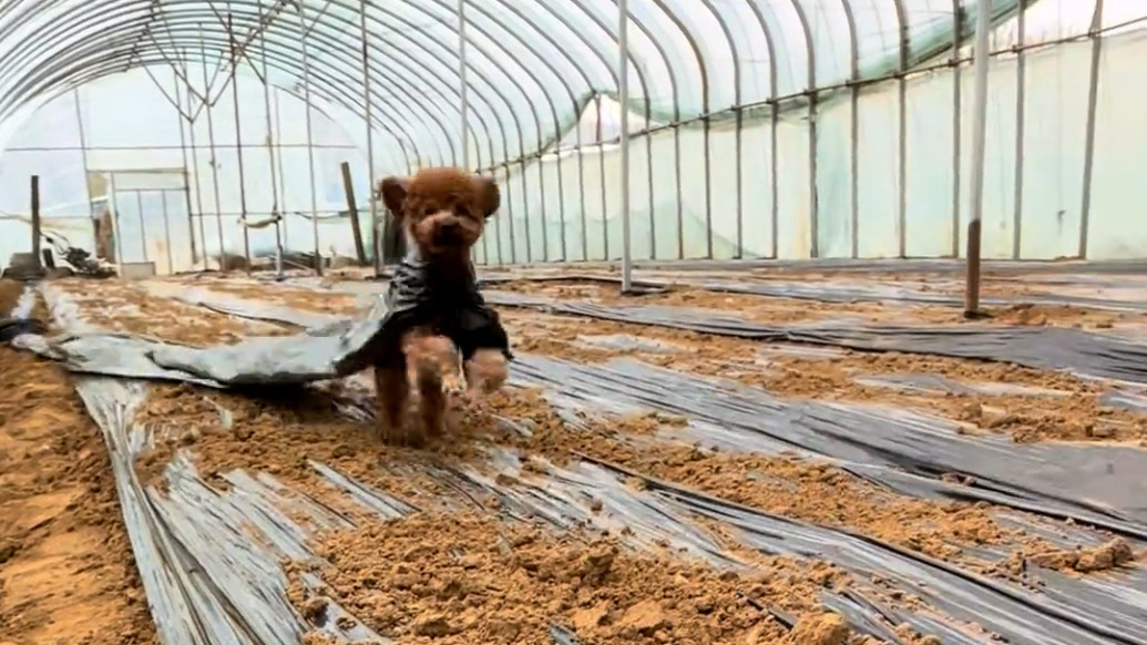 泰迪犬从流浪狗到“农活大佬”，狗主：它精力旺盛，干完活意犹未尽