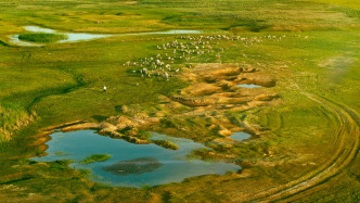 沙漠變綠洲，科學治沙繪就庫布其生態新畫卷