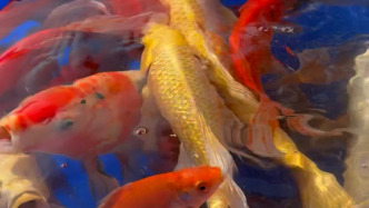 高校師生校園湖中放千條錦鯉，后勤處老師：寓意如魚得水、魚躍龍門
