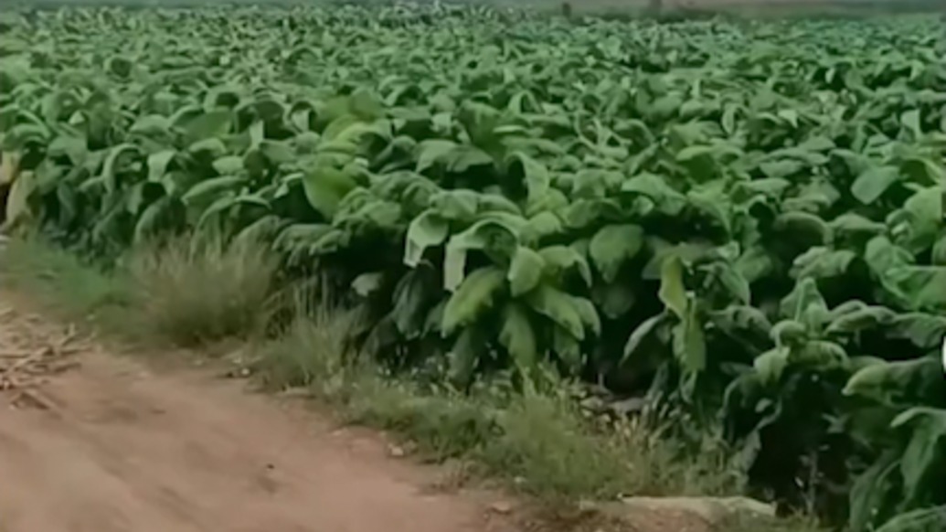 此刻互聯(lián)網(wǎng)讓學(xué)習(xí)更有意義，農(nóng)戶因作物問(wèn)題在網(wǎng)上發(fā)帖求助，農(nóng)業(yè)大學(xué)學(xué)生積極幫忙