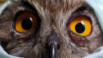 男子救助落水猛禽雕鸮，被“呆萌大眼”全程緊盯