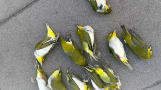 “鳥撞”問題頻頻發(fā)生：面對(duì)城市中的鳥類殺手，我們能怎么做？
