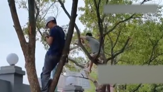 “數量不多且免費”，湘超永州足協發布“樹上掛票”