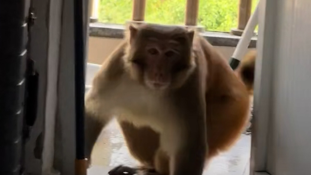 贵州大学学生遇“辅导猿查寝”，学校保卫科：系保护动物，只能驱赶