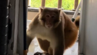 貴州大學(xué)學(xué)生遇“輔導(dǎo)猿查寢”，學(xué)校保衛(wèi)科：系保護(hù)動物，只能驅(qū)趕