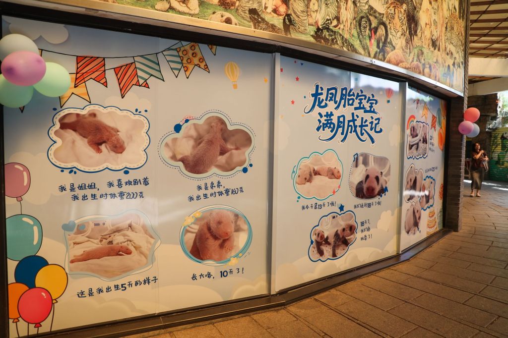 上海野生动物园大熊猫龙凤胎满月，预计还需十天才能睁眼“看世界”
