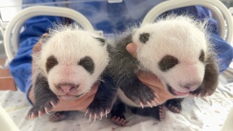 上海野生動(dòng)物園大熊貓龍鳳胎滿月，預(yù)計(jì)還需十天才能睜眼“看世界”