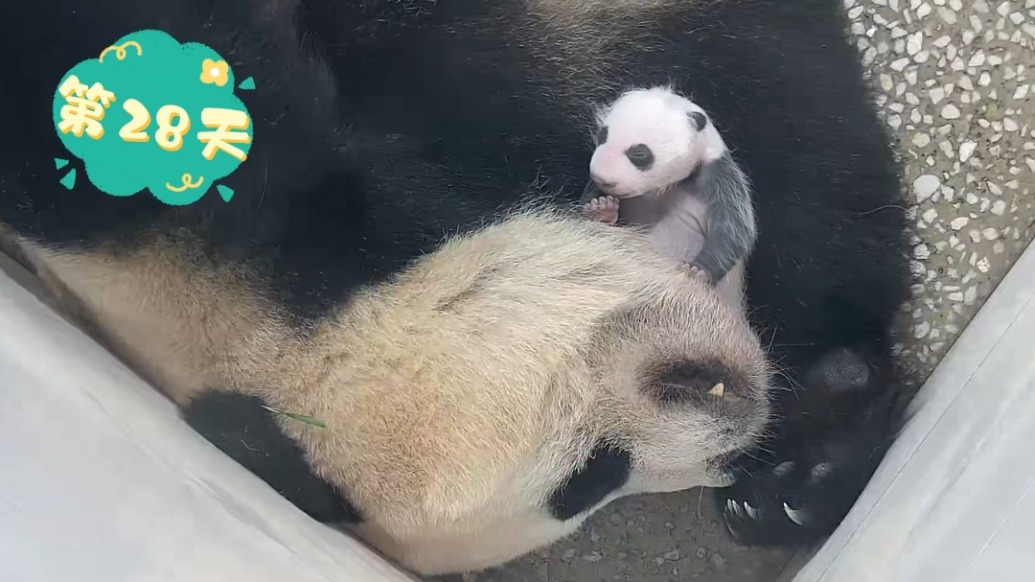 上海野生動物園大熊貓“芊金”龍鳳胎滿月啦！