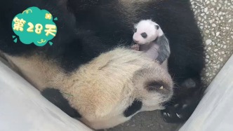 上海野生動物園大熊貓“芊金”龍鳳胎滿月啦！
