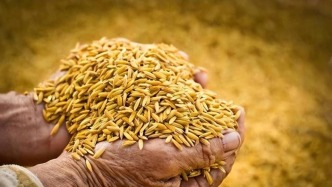 严打危害粮食安全犯罪，公安机关今年立案侦办相关案件4800余起