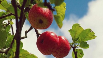 勒内·基拉尔《欲望的先知》：模仿、竞争与当代人的精神困境