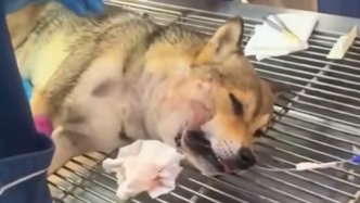 “就想全力以赴去救它”，狗狗為保護主人“大戰(zhàn)”毒蛇被咬傷，治療十余天脫險