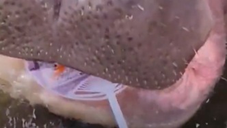 動物園喊話救河馬的小朋友：下次來領取專屬禮物