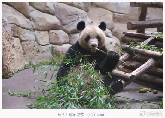 白头如新姻缘:最佳结婚年龄-旅法大熊猫“欢欢”被诊断出肾功能不全，将于11月底提前回国