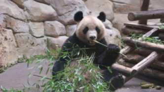 旅法大熊貓“歡歡”被診斷出腎功能不全，將于11月底提前回國