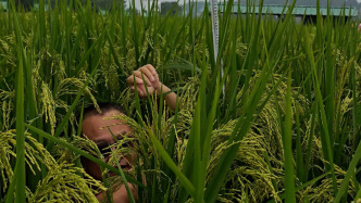 “禾下乘凉梦”照进现实，长沙隆平稻作公园“巨型稻”即将开镰收割