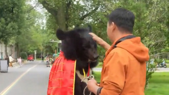 黑熊直立行走被質(zhì)疑是人扮的？動(dòng)物園：系真熊，從小被飼養(yǎng)員養(yǎng)大會(huì)模仿人