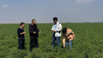 新疆牧草“芯片”：一棵苜蓿的科技興農(nóng)實(shí)踐