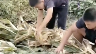 13歲少年和臥床奶奶對著7畝玉米地發(fā)愁，同學(xué)們和老師聯(lián)手幫助收割