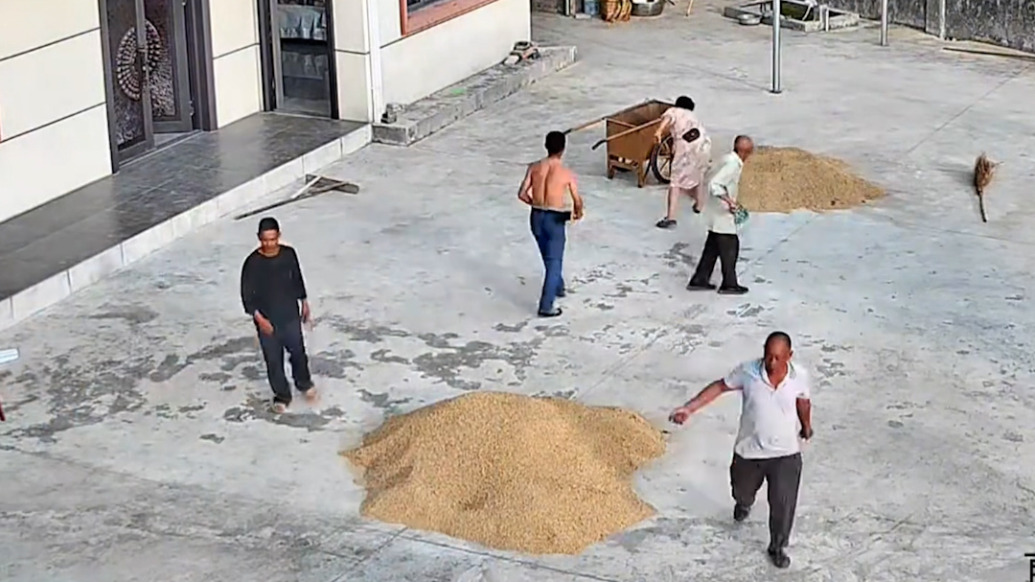 遠(yuǎn)親不如近鄰具象化了！大雨前鄰居們帶工具自發(fā)來幫男子收稻谷