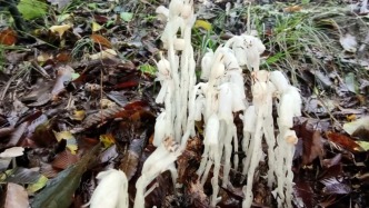 湖北堵河源国家级自然保护区发现多丛国家近危级珍稀植物水晶兰