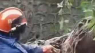 臺風(fēng)“樺加沙”帶來強(qiáng)風(fēng)雨，深圳比腰粗的大樹被連根拔起