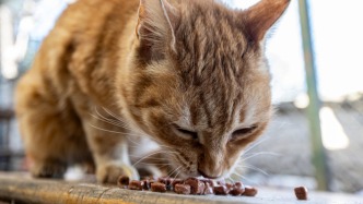 “云投喂”流浪猫狗？网店真假难辨，专家称变相募捐涉嫌违法