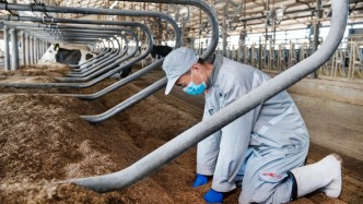 牧場(chǎng)技術(shù)人員跪下來感受奶牛臥床舒適度