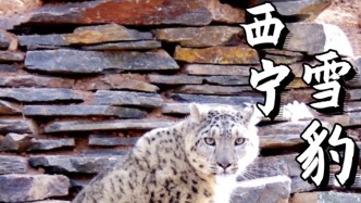 西寧野生動(dòng)物園：16歲老年雪豹“鬧鬧”從館舍逃匿，正在搜尋