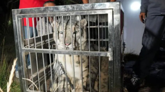 西寧野生動物園雪豹“鬧鬧”被成功救回