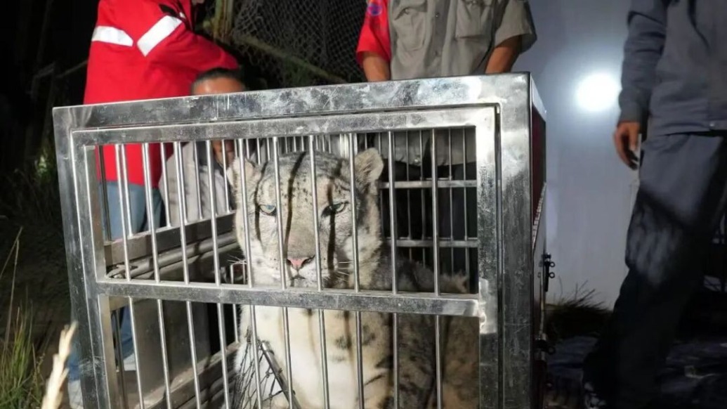 西宁野生动物园：雪豹“闹闹”被成功救回