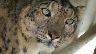 西寧野生動(dòng)物園今日恢復(fù)開放，出逃雪豹“鬧鬧”計(jì)劃明日回豹館