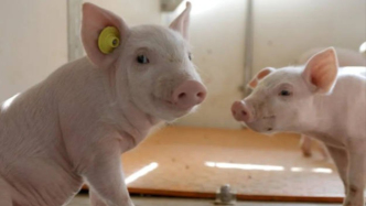 甘肅蘭州這棟7層的“高級公寓”，竟是豬的“豪宅”？