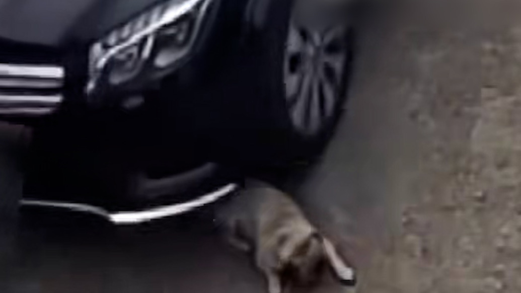 狗狗被私闖進(jìn)院的陌生車輛碾死，司機(jī)賠付2000元