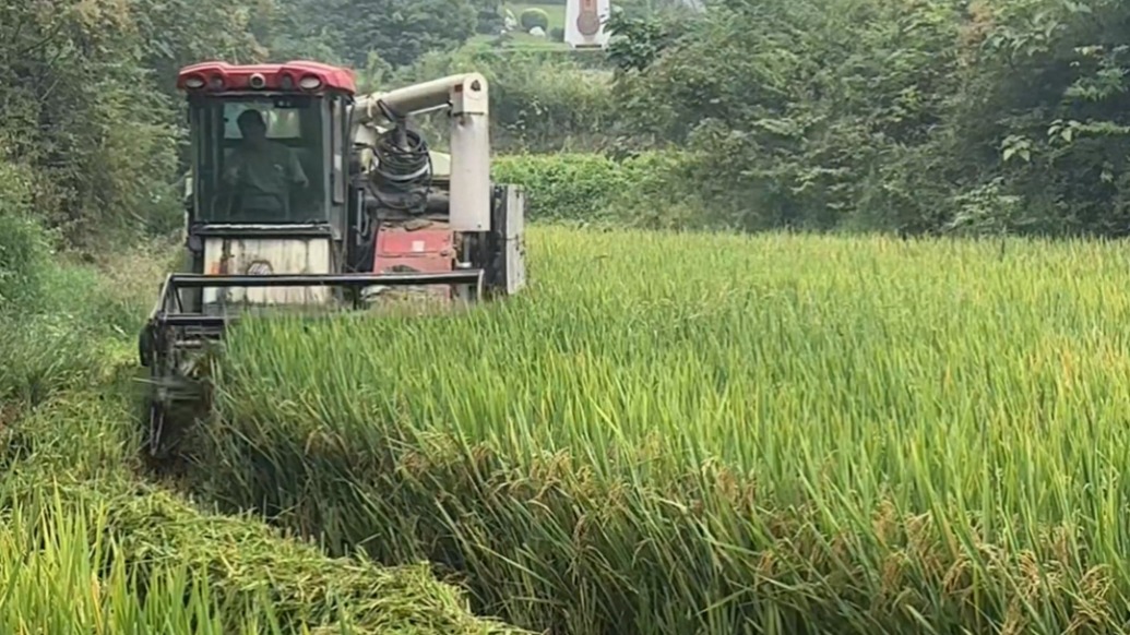 稻穗金黃寄思念！長沙袁隆平院士墓前稻田開鐮收割