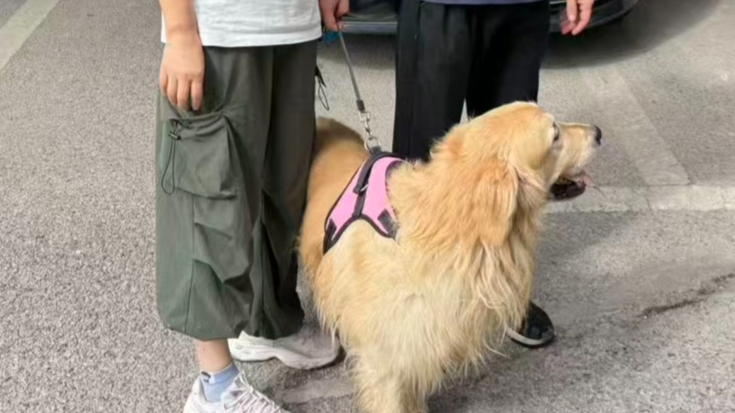 宁波一只金毛走失七年，上海浦东警方凭一枚芯片助其与主人团圆