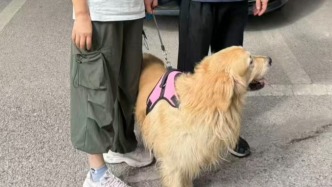 宁波一只金毛走失七年，上海浦东警方凭一枚芯片助其与主人团圆