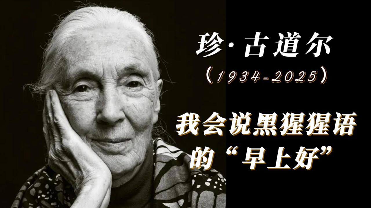 近讀｜珍·古道爾（1934-2025）：我會說黑猩猩語的“早上好”