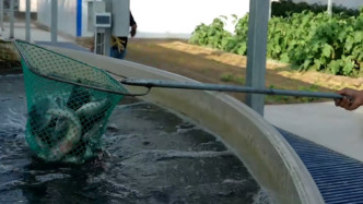 鹽堿水養(yǎng)出海鱸魚，新疆巴州一養(yǎng)殖基地3萬余尾海鱸魚搶鮮上市