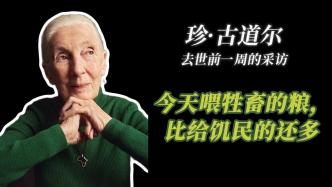 近讀｜珍·古道爾去世前一周的采訪：今天喂牲畜的糧，比給饑民的還多