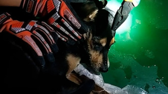 狗狗嘴卡鐵環(huán)一臉無(wú)辜，全程乖巧配合救援