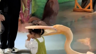 鵜鶘張嘴夾住萌娃腦袋上演“鵜鶘灌頂”