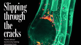 微生物如何在植物根系“安家”？中瑞科学家研究成果登上《科学》封面