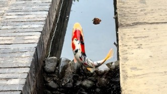 “蝴蝶引路鲤鱼跃龙门”，景区 ：鲤鱼有力争上游的习性