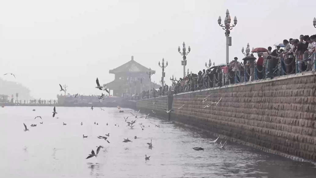 首批越冬海鷗抵達(dá)青島，國慶假期棧橋觀鷗正當(dāng)時(shí)