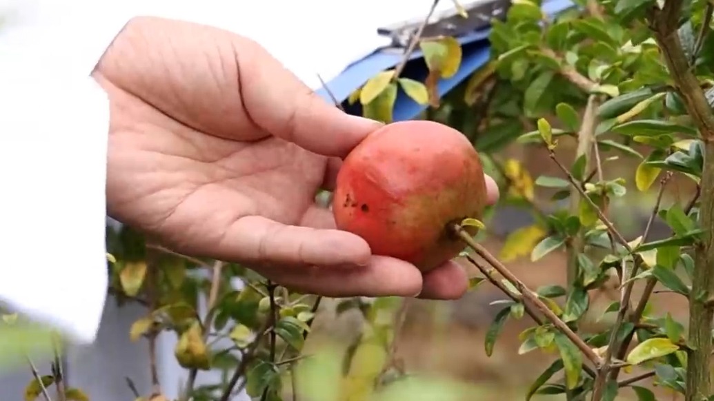 太空石榴首次挂果,红红火火喜迎国庆