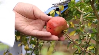 太空石榴首次掛果，紅紅火火喜迎國慶