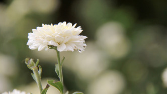89歲婦產科學專家、武漢協和醫院原婦產科主任許家璇逝世