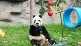 上海野生动物园为三只大熊猫庆生，雪宝、芊金8岁，康康6岁